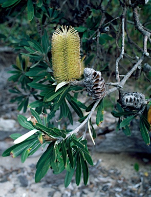 APII jpeg image of Banksia integrifolia subsp. integrifolia  © contact APII