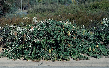 APII jpeg image of Banksia integrifolia subsp. integrifolia  © contact APII