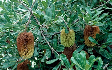 APII jpeg image of Banksia lemanniana  © contact APII