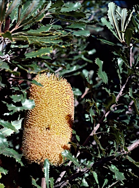 APII jpeg image of Banksia media  © contact APII