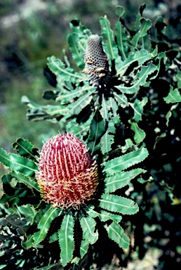 APII jpeg image of Banksia menziesii  © contact APII