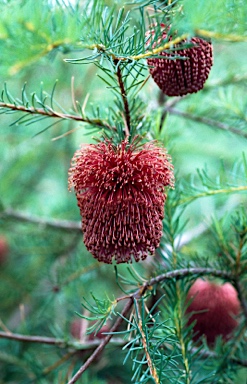 APII jpeg image of Banksia nutans  © contact APII