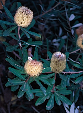 APII jpeg image of Banksia oblongifolia  © contact APII