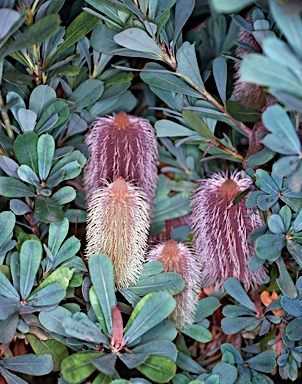 APII jpeg image of Banksia oreophila  © contact APII