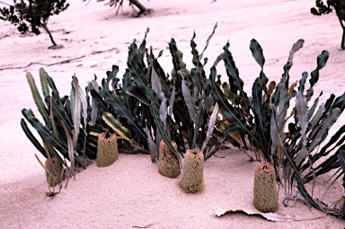 APII jpeg image of Banksia petiolaris  © contact APII