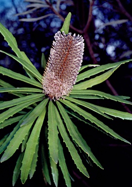 APII jpeg image of Banksia plagiocarpa  © contact APII