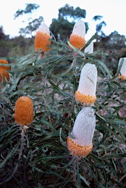 APII jpeg image of Banksia prionotes  © contact APII