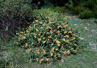 APII jpeg image of Banksia pulchella  © contact APII