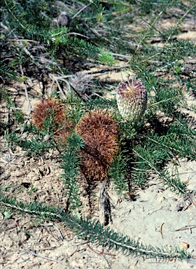 APII jpeg image of Banksia scabrella  © contact APII