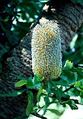 APII jpeg image of Banksia serrata  © contact APII