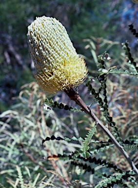 APII jpeg image of Banksia speciosa  © contact APII