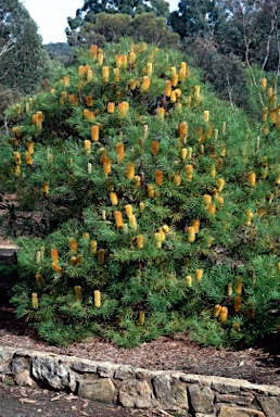 APII jpeg image of Banksia spinulosa var. collina  © contact APII