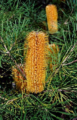 APII jpeg image of Banksia spinulosa var. collina  © contact APII