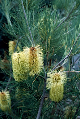 APII jpeg image of Banksia tricuspis  © contact APII