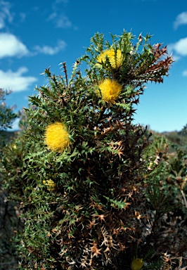 APII jpeg image of Banksia falcata  © contact APII