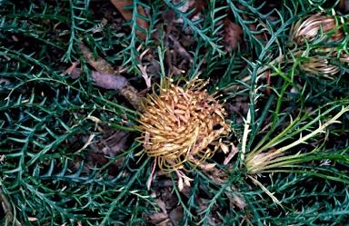 APII jpeg image of Banksia fraseri var. fraseri  © contact APII