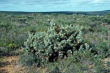 APII jpeg image of Banksia glaucifolia  © contact APII