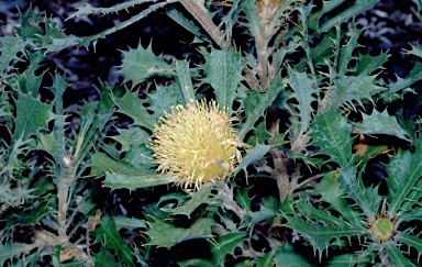 APII jpeg image of Banksia glaucifolia  © contact APII