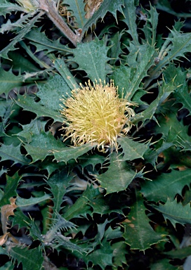 APII jpeg image of Banksia glaucifolia  © contact APII