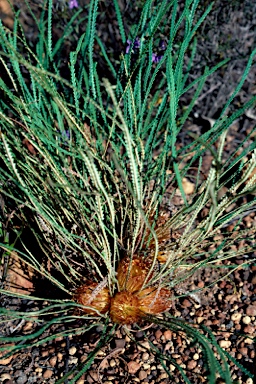 APII jpeg image of Banksia nivea subsp. nivea  © contact APII