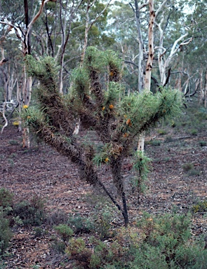 APII jpeg image of Banksia nobilis  © contact APII