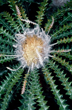 APII jpeg image of Banksia plumosa subsp. plumosa  © contact APII