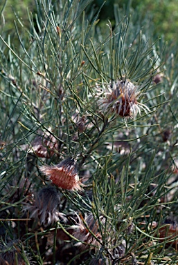 APII jpeg image of Banksia splendida subsp. splendida  © contact APII