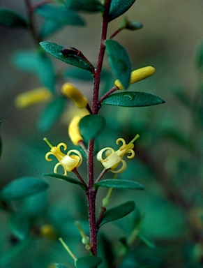 APII jpeg image of Persoonia asperula  © contact APII