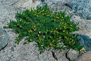 APII jpeg image of Persoonia chamaepitys  © contact APII