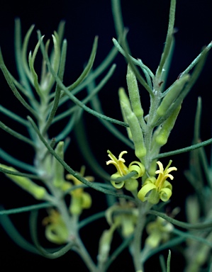 APII jpeg image of Persoonia curvifolia  © contact APII