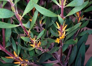 APII jpeg image of Persoonia lanceolata  © contact APII