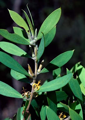 APII jpeg image of Persoonia lanceolata  © contact APII