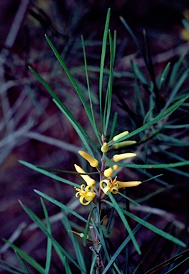 APII jpeg image of Persoonia linearis  © contact APII