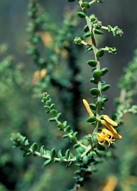 APII jpeg image of Persoonia microphylla  © contact APII