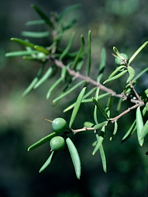 APII jpeg image of Persoonia mollis subsp. ledifolia  © contact APII