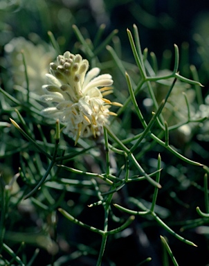 APII jpeg image of Petrophile conifera  © contact APII