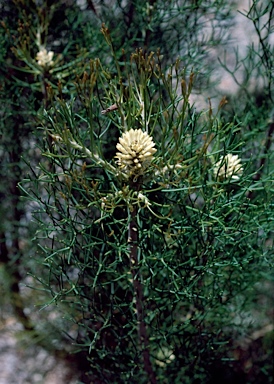 APII jpeg image of Petrophile sessilis  © contact APII