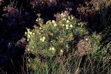 APII jpeg image of Petrophile seminuda  © contact APII