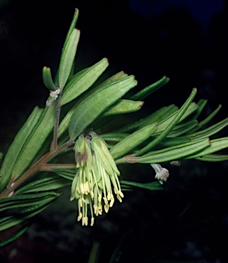 APII jpeg image of Leionema viridiflorum  © contact APII