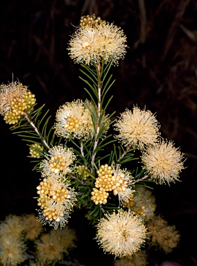 APII jpeg image of Melaleuca systena  © contact APII