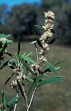 APII jpeg image of Melaleuca alsophila  © contact APII