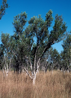 APII jpeg image of Melaleuca alsophila  © contact APII