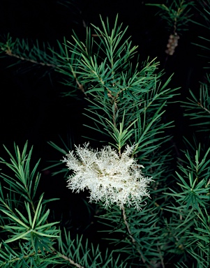 APII jpeg image of Melaleuca alternifolia  © contact APII