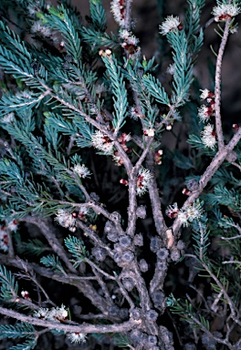 APII jpeg image of Melaleuca brevifolia  © contact APII