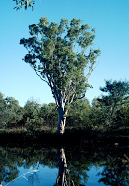 APII jpeg image of Melaleuca cajuputi subsp. cajuputi  © contact APII