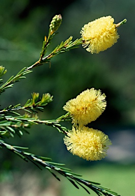 APII jpeg image of Melaleuca lutea  © contact APII