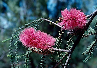 APII jpeg image of Melaleuca coccinea  © contact APII