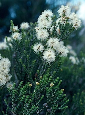 APII jpeg image of Melaleuca cucullata  © contact APII