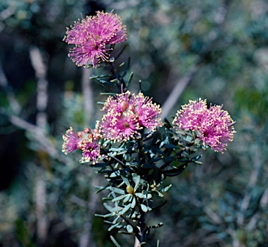 APII jpeg image of Melaleuca leptospermoides  © contact APII