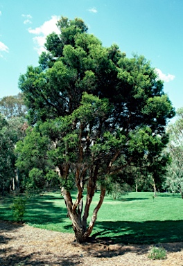 APII jpeg image of Melaleuca decora  © contact APII